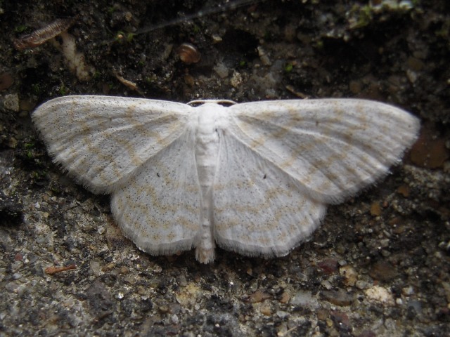 ���ʥߥ����ҥ᥷�㥯