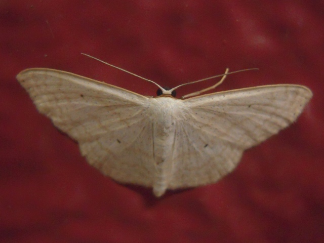 ���ᥤ���ҥ᥷�㥯