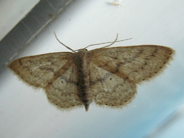 �������ҥ᥷�㥯