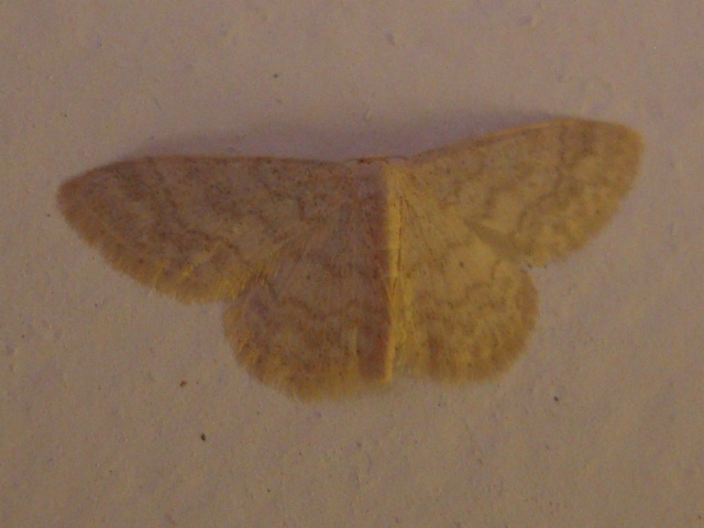 ��󥦥����ҥ᥷�㥯