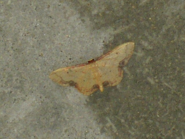 �ե��٥˥ҥ᥷�㥯