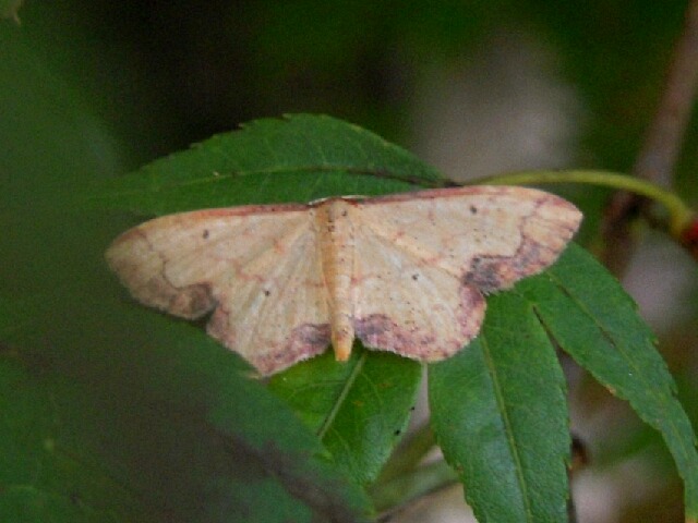 �ե��٥˥ҥ᥷�㥯