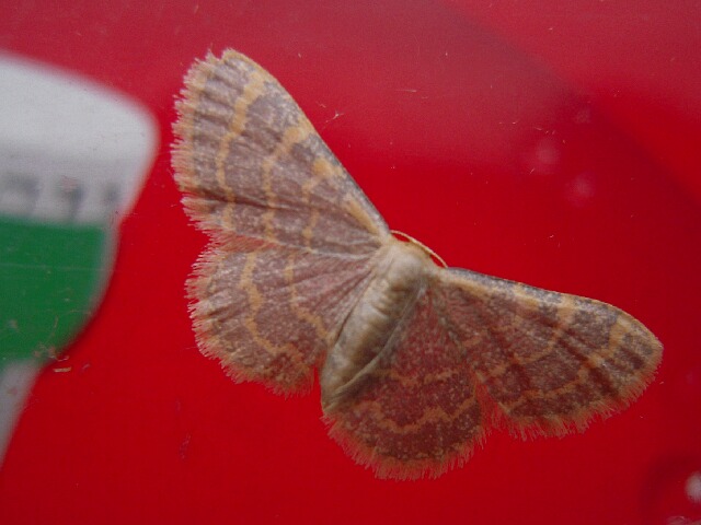 �ۥ��������ҥ᥷�㥯