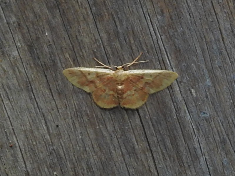 �����٥˥ҥ᥷�㥯