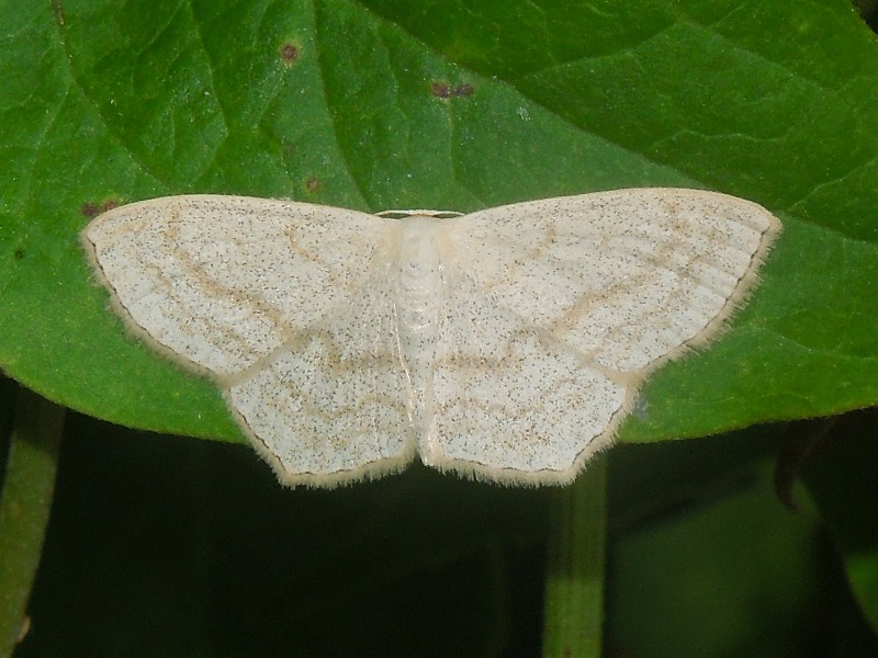 �ҥ᥷�㥯������