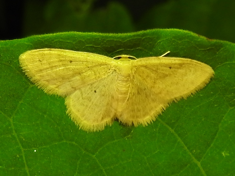 �ҥ᥷�㥯������