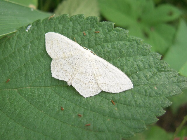 �ޥ����ҥ᥷�㥯