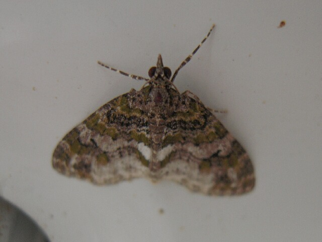 ���䥳�Хͥʥߥ��㥯