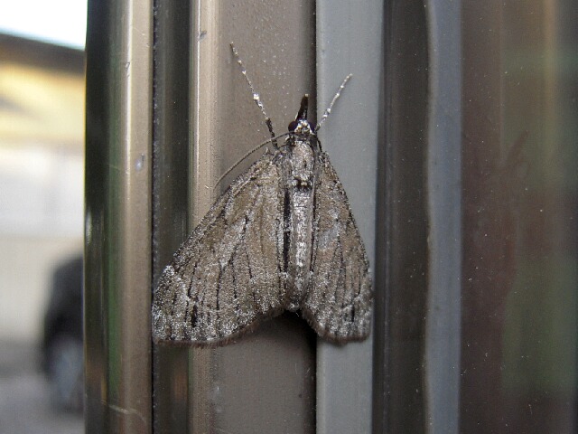 ���ȥ��������ʥߥ��㥯