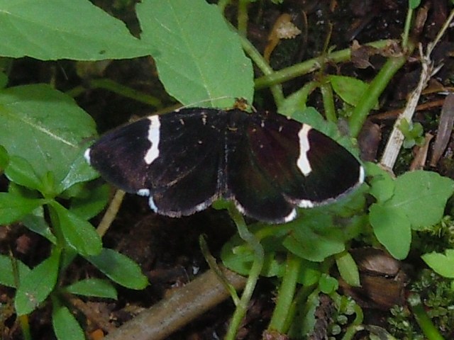 �������ӥ����ʥߥ��㥯