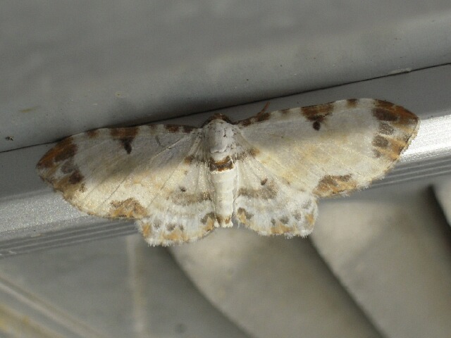 �ۥ��Хʥߥ��㥯