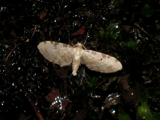 ����Хͥۥ��ʥߥ��㥯