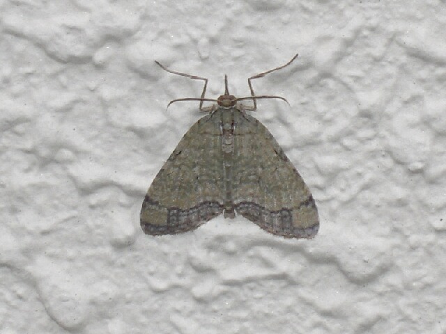 �����ߥɥ�ʥߥ��㥯