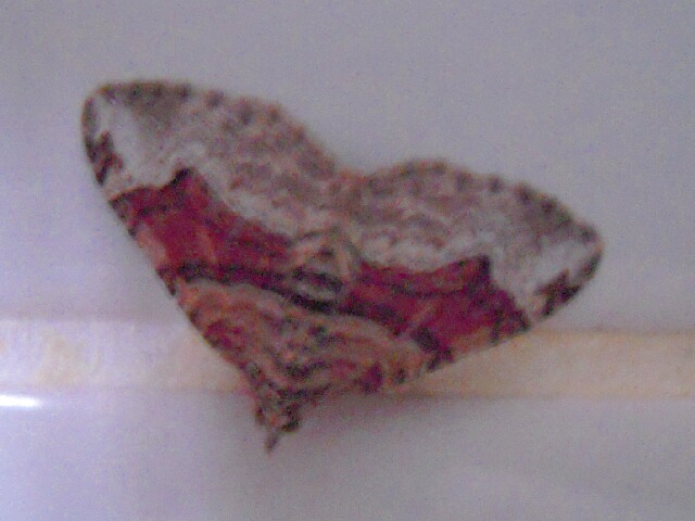 �ե��ȥӥ����ʥߥ��㥯