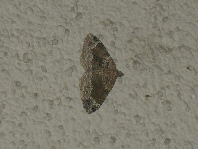 �եȥ��ޥʥߥ��㥯