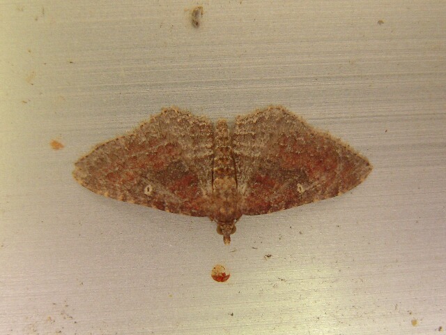 トビスジヒメナミシャク