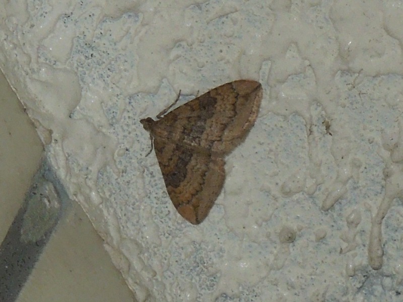 トビスジヒメナミシャク