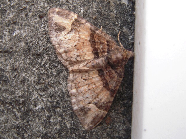 �ե���󥯥��ʥߥ��㥯