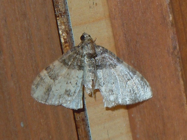 �ե���󥯥��ʥߥ��㥯