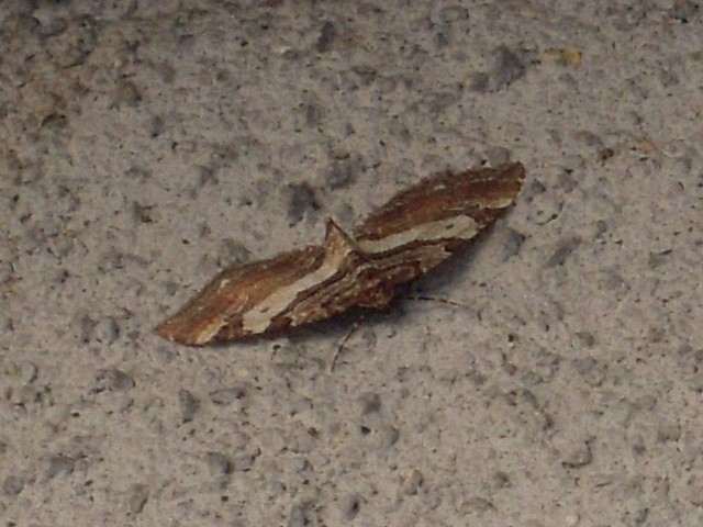 �ߥ��ť��ʥߥ��㥯���᥹