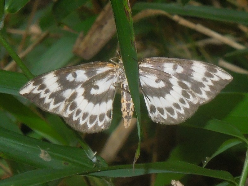 �������饪���ʥߥ��㥯