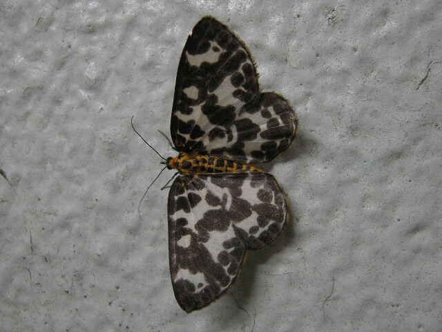 �ޥ��󥷥��ʥߥ��㥯