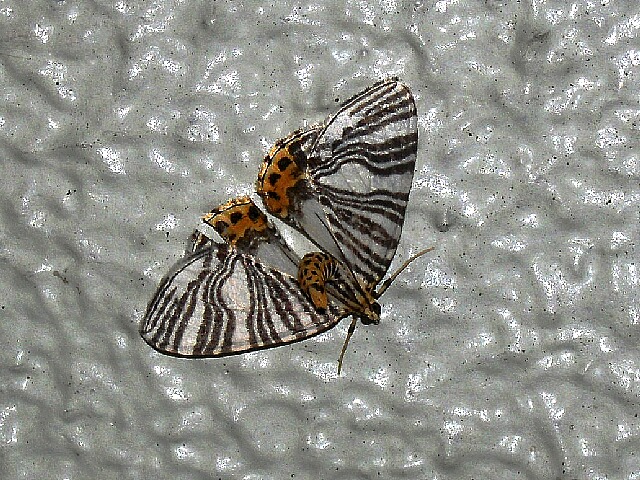 �ʥߥ��������ʥߥ��㥯