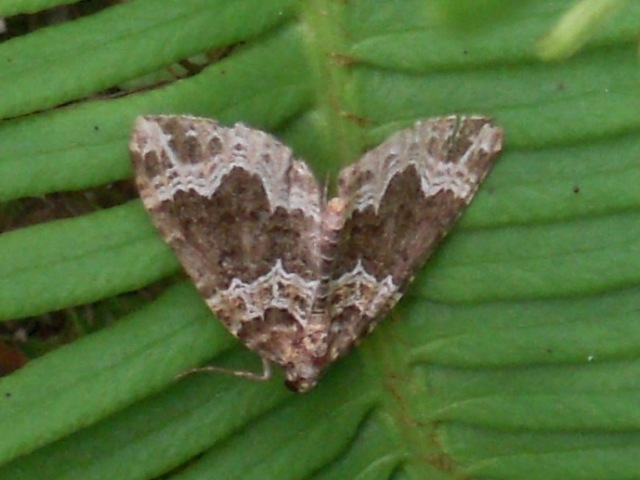 ���ȥ����ʥߥ��㥯