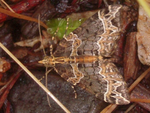 �����ϥ����ʥߥ��㥯