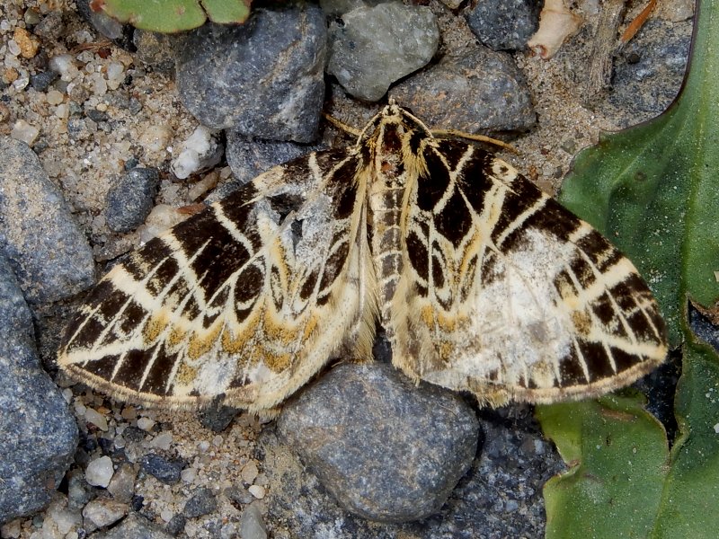 �����ߥ�ʥߥ��㥯