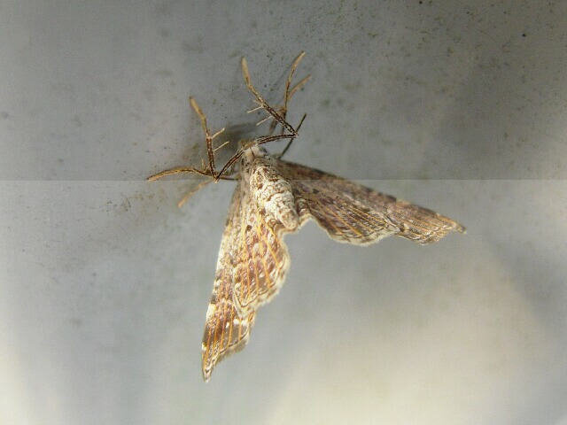 �����ۥ������ʥߥ��㥯