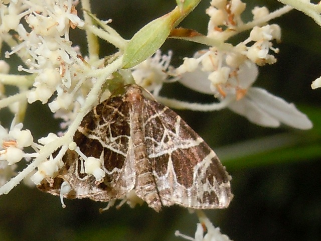 �ӥ����ɥʥߥ��㥯