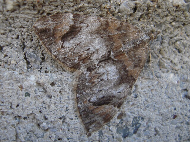 �ĥޥ��ʥ������ʥߥ��㥯