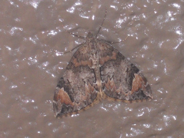 �ĥޥ��ʥ������ʥߥ��㥯