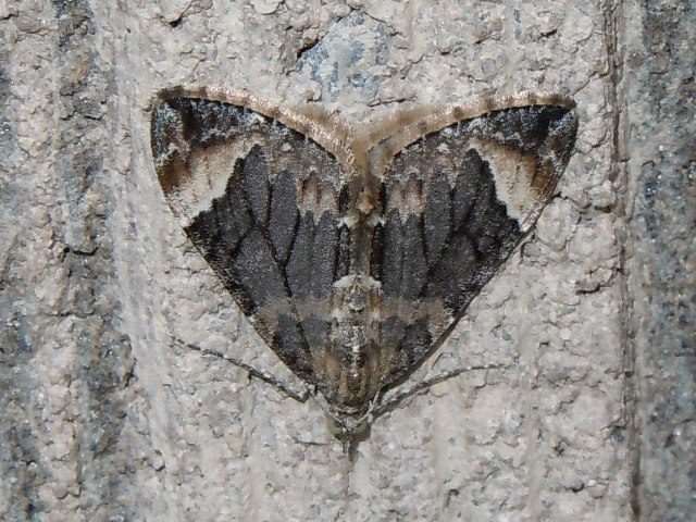 �ĥޥ��ʥ������ʥߥ��㥯