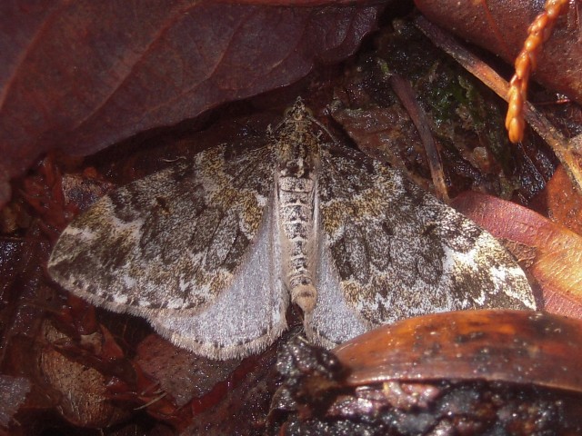 �����������ӥʥߥ��㥯