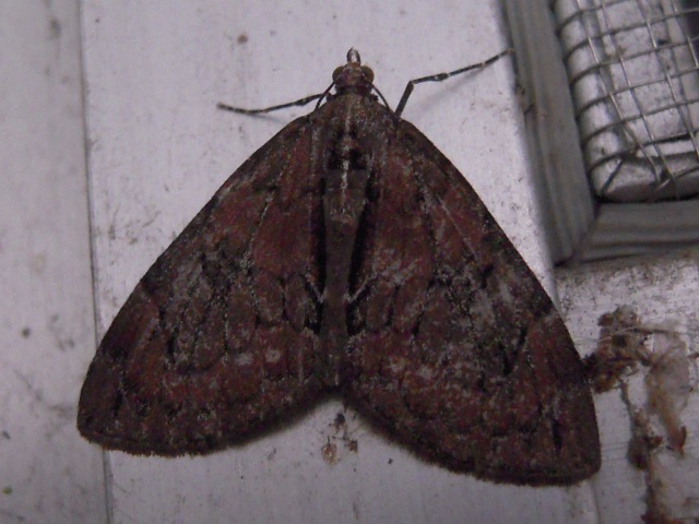 ���������ȥӥ����ʥߥ��㥯