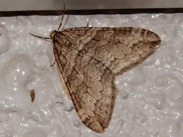 �������ӥե�ʥߥ��㥯���᥹