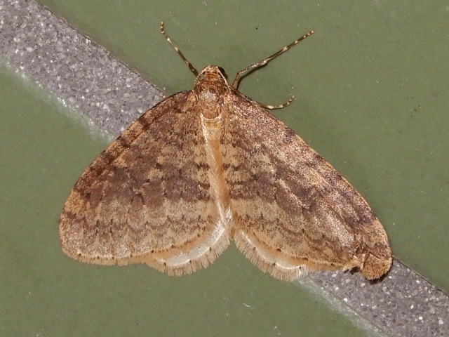 �ʥߥ����ե�ʥߥ��㥯������