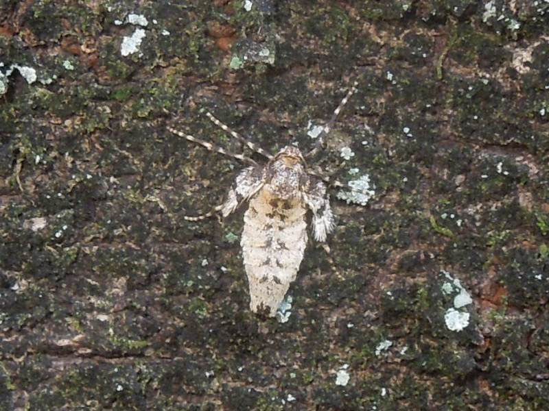 �ʥߥ����ե�ʥߥ��㥯���᥹