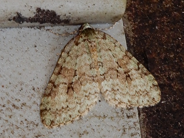 �ߥɥꥢ���ʥߥ��㥯