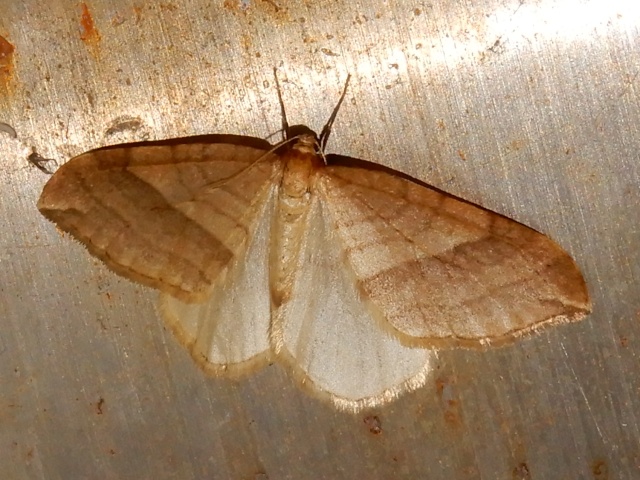 �ʥ����ӥ����ʥߥ��㥯