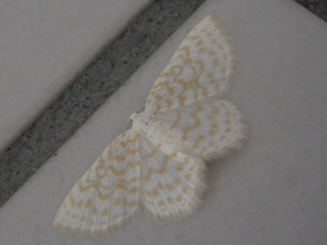 �ॹ�������ʥߥ��㥯��