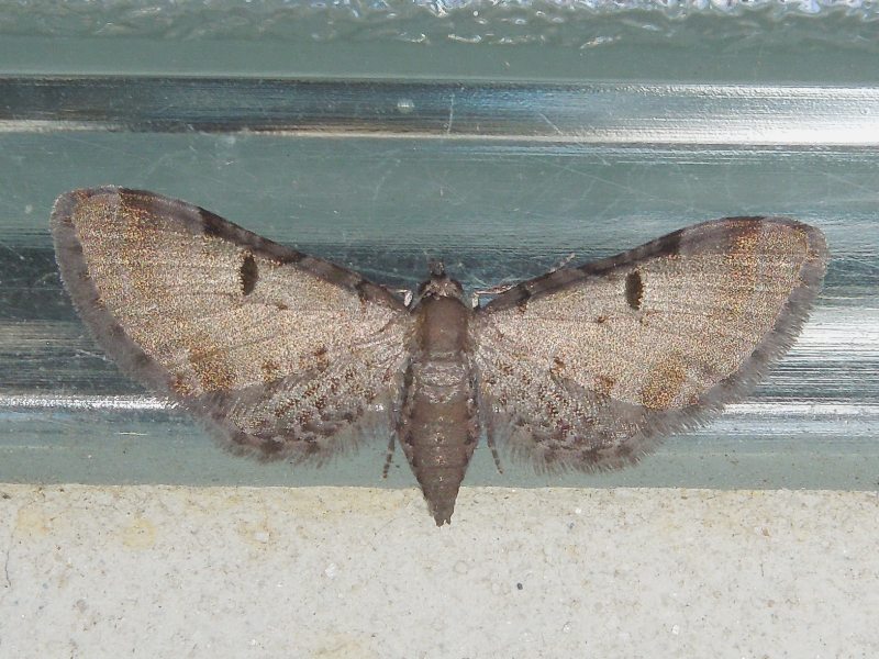 �ҥᥫ�Хʥߥ��㥯