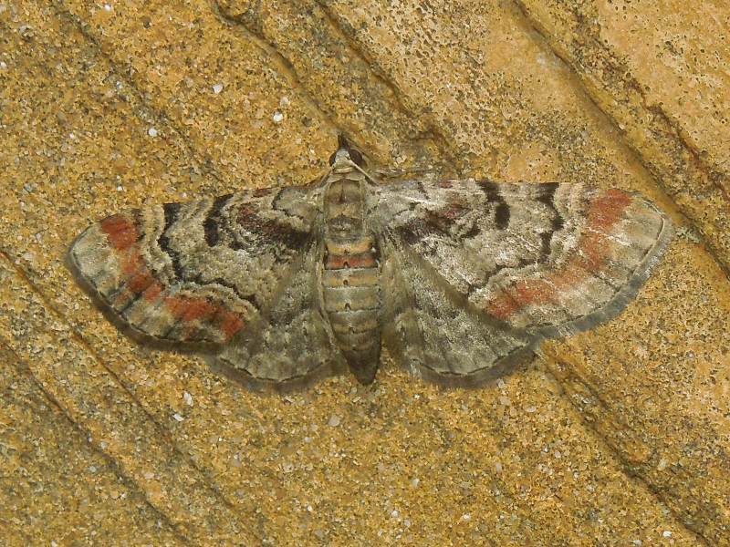 �եȥ��ӥҥ�ʥߥ��㥯