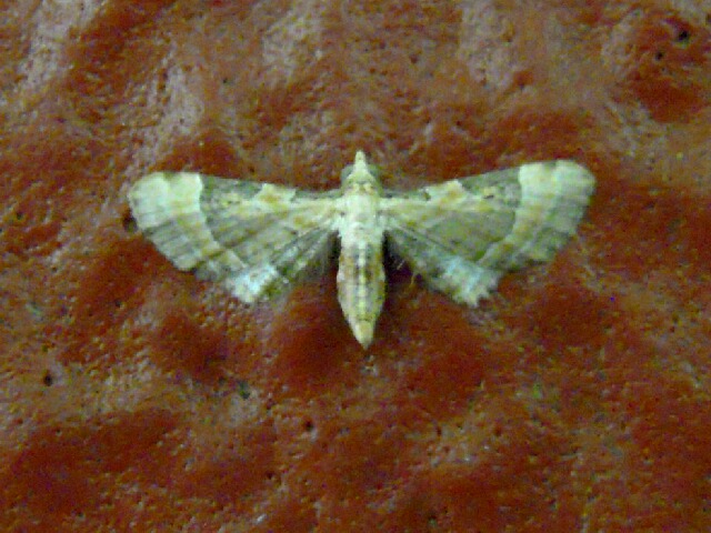 �ե������������Хʥߥ��㥯