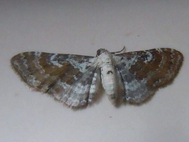 �ʥ������ʥߥ��㥯