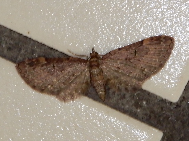 �������Хʥߥ��㥯