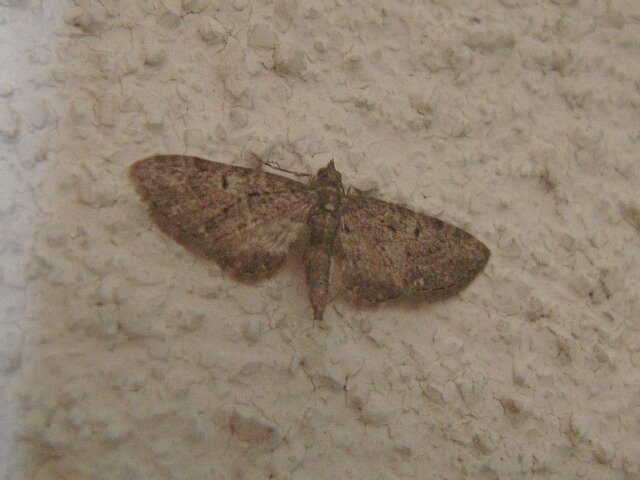 �����ƥ󥫥Хʥߥ��㥯