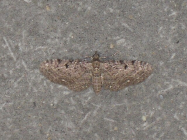 �����ƥ󥫥Хʥߥ��㥯